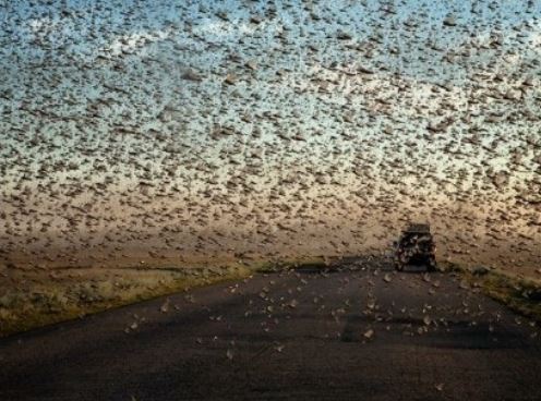 메뚜기 떼 꿈의 의미