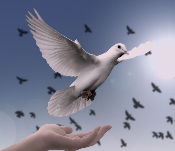 비둘기 잡는 꿈의 의미