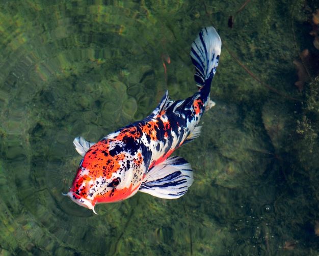 큰 잉어 꿈의 의미