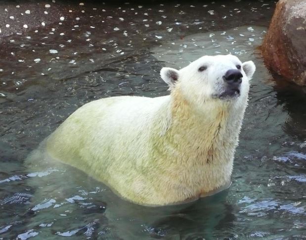 백곰 꿈의 의미