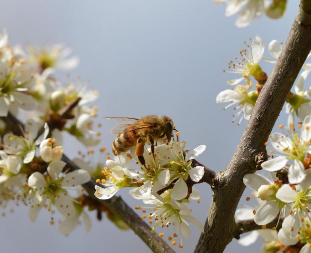 꿀벌 나오는 꿈의 의미