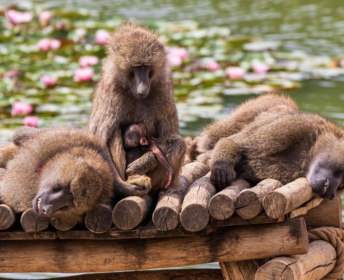 동물원 꿈의 의미