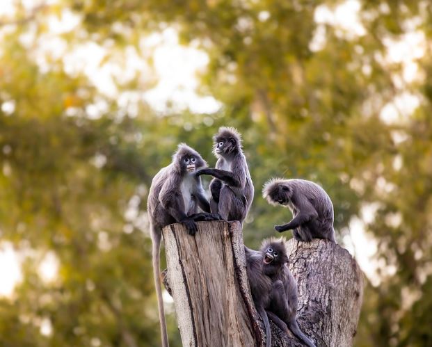 동물원 가는 꿈의 의미