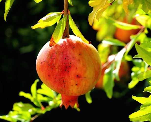 석류나무 꿈의 의미