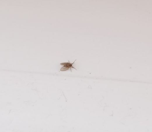 날파리 잡는 꿈의 의미