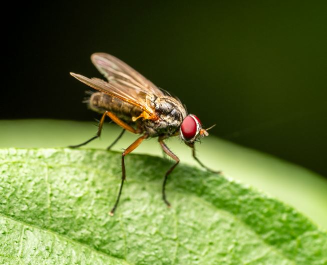 파리 나오는 꿈의 의미