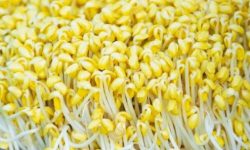 콩나물 먹는 꿈의 의미