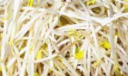 콩나물 씻는 꿈의 의미