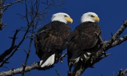 독수리가 집에 들어오는 꿈의 의미