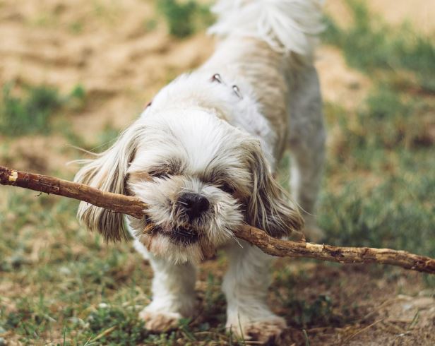 하얀개가 나오는 꿈의 의미