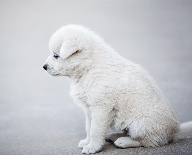 하얀 새끼 강아지 꿈의 의미
