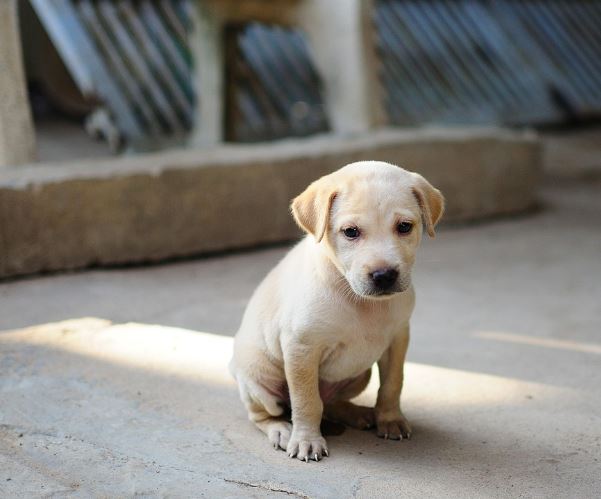 흰개가 무는 꿈의 의미