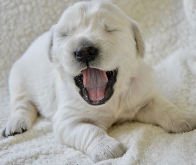 흰개가 나오는 꿈의 의미