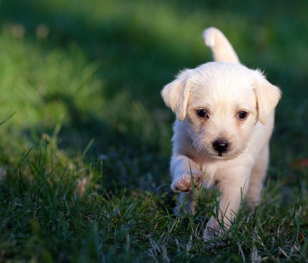흰 강아지 꿈의 의미