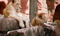 사자가 쫓아오는 꿈의 의미