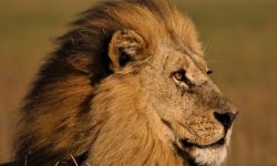 사자를 본 꿈의 의미