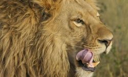 사자를 보는 꿈의 의미