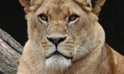 사자가 집에 들어오는 꿈의 의미