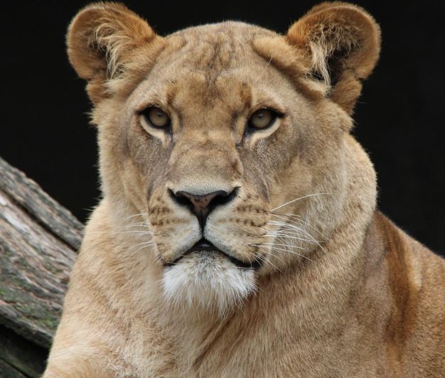 사자가 집에 들어오는 꿈의 의미