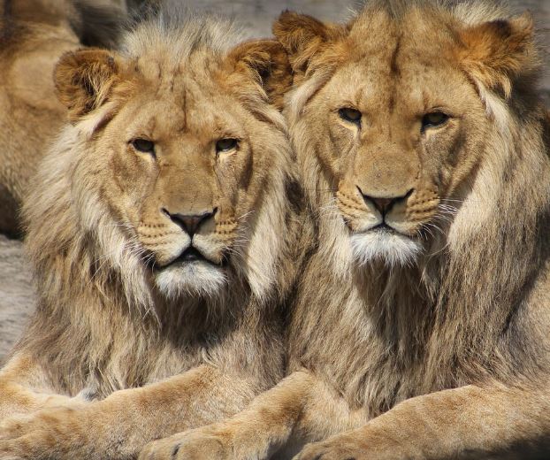 사자한테 물리는 꿈의 의미