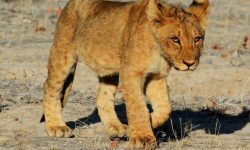 새끼 사자 꿈의 의미