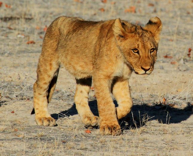 새끼 사자 꿈의 의미