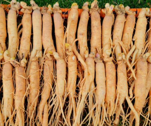 인삼 사는 꿈의 의미