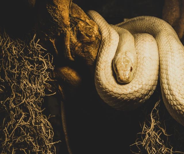 하얀색 뱀 꿈의 의미