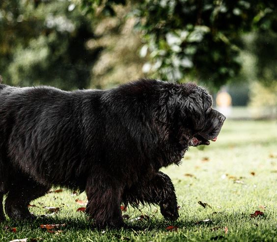 검은개가 안기는 꿈의 의미