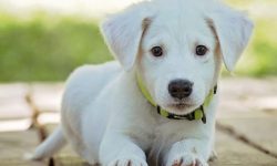 죽은 개를 본 꿈의 의미