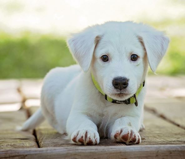 죽은 개를 본 꿈의 의미
