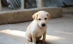 개가 집에 들어오는 꿈의 의미