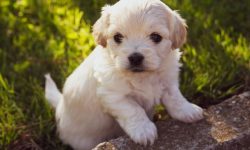 개가 새끼를 낳는 꿈의 의미