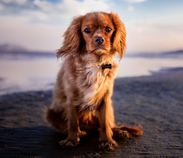 개가 다치는 꿈의 의미