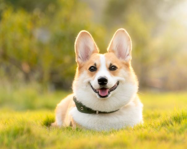 개가 웃는 꿈의 의미