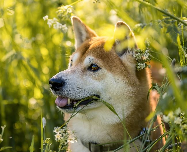 개가 우는 꿈의 의미