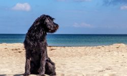 개랑 싸우는 꿈의 의미