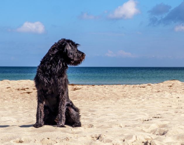 개랑 싸우는 꿈의 의미