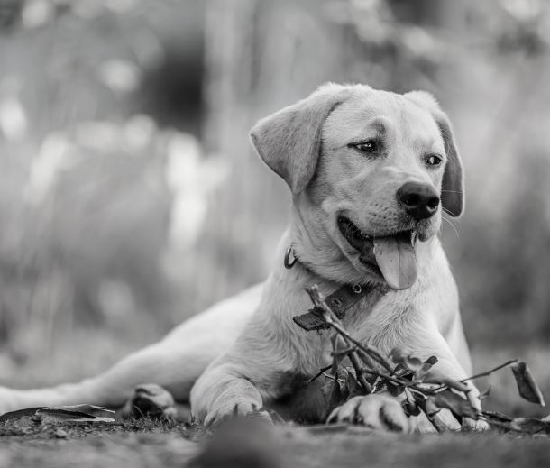 개가 죽어있는 꿈 의 의미