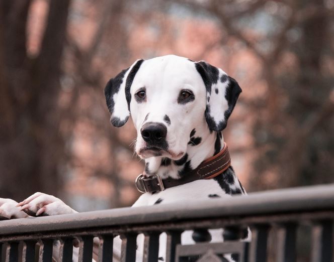 개한테 쫓기는 꿈 의 의미