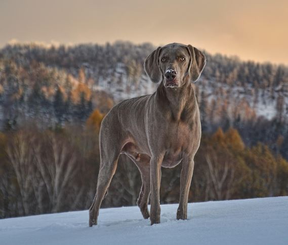 개를 목욕시키는 꿈의 의미