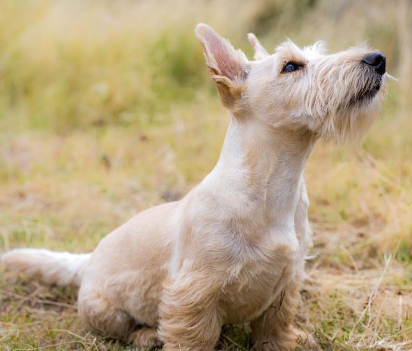 개를 입양하는 꿈의 의미