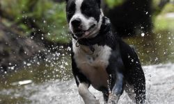 개한테 팔 물리는 꿈의 의미