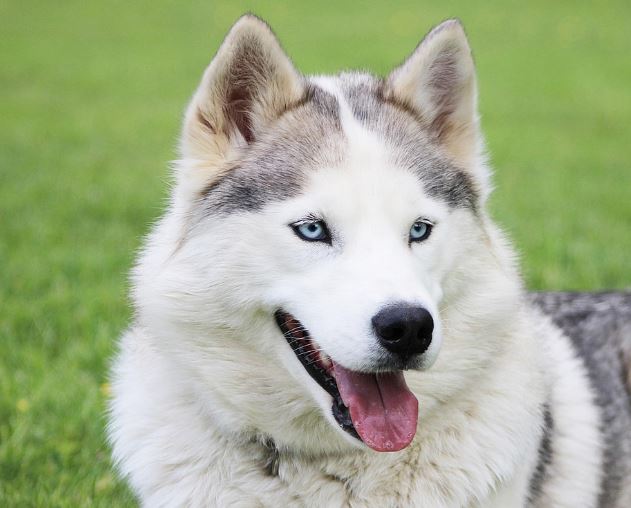 개가 엉덩이를 무는 꿈의 의미