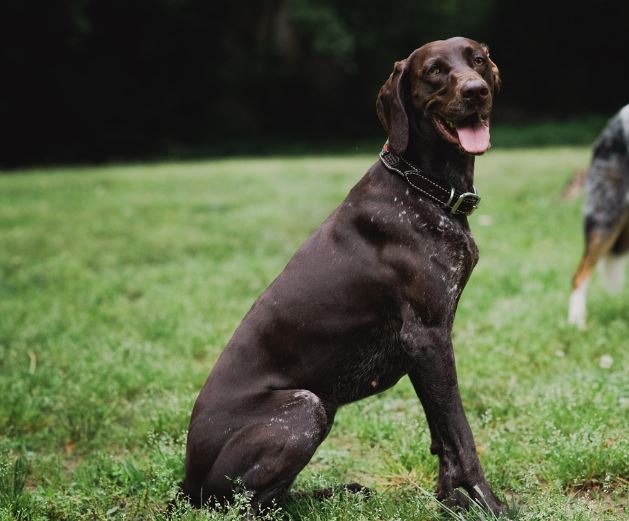 개가 짖는 꿈의 의미