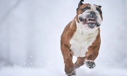 개를 데리고 오는 꿈의 의미