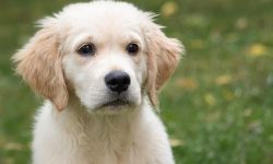 개를 키우는 꿈의 의미