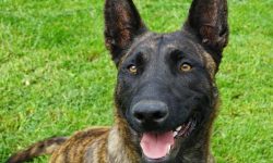 개를 때리는 꿈의 의미