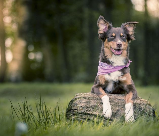 개를 보는 꿈의 의미
