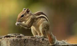 다람쥐 태몽 꿈